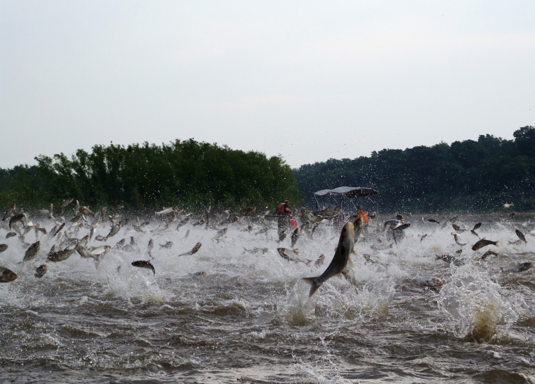 Invasive Carp on the Illinois River